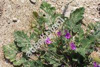 Erodium malacoides (Erodium malacoides (L.) LHr., Geranium malacoides L.)