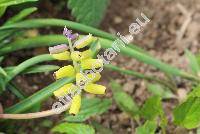 Muscari macrocarpum Mill. (Muscari creticum (Bak.) Br.)