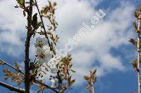 Prunus avium (L.) Moench (Prunus avium subsp. avium, Cerasus avium (L.) Moench, Prunus cerasus var. avium)