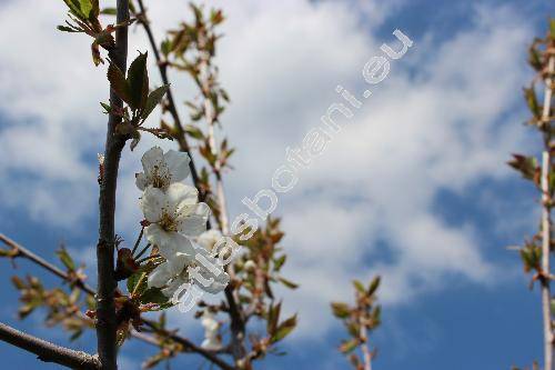 Prunus avium (L.) Moench (Prunus avium subsp. avium, Cerasus avium (L.) Moench, Prunus cerasus var. avium)