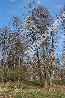 Prunus avium (L.) Moench (Prunus avium subsp. avium, Cerasus avium (L.) Moench, Prunus cerasus var. avium)