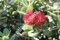 Corymbia ficifolia (Muell.) Hill et Johns. (Eucalyptus ficifolia Muell.)