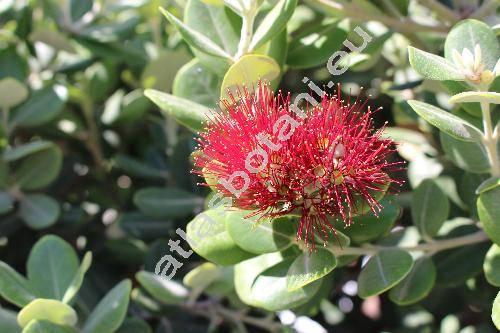 Corymbia ficifolia (Muell.) Hill et Johns. (Eucalyptus ficifolia Muell.)