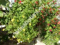 Bidens ferulifolia 'Yellow Charm' (Coreopsis ferulifolia Jacq.)