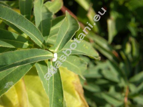 Euphorbia sikkimensis Boiss. (Tithymalus)