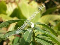 Euphorbia sikkimensis Boiss. (Tithymalus)