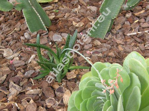 Gasteria acinacifolia (Jacq.) Haw.