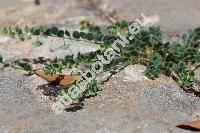 Andrachne telephioides L. (Andrachne rotundifolia Mey)
