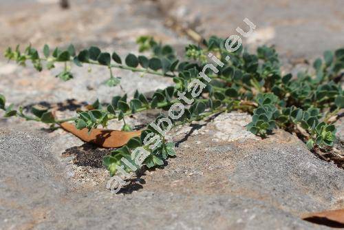 Andrachne telephioides L. (Andrachne rotundifolia Mey)