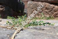 Andrachne telephioides L. (Andrachne rotundifolia Mey)