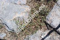 Calendula arvensis subsp. bicolor (Calendula arvensis (Vaill.) L., Calendula bicolor)