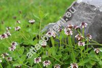 Phyla nodiflora (L.) Greene (Lippia nodiflora, Verbena)