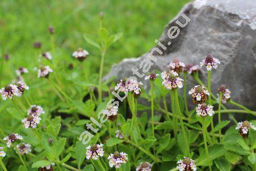 Phyla nodiflora (L.) Greene (Lippia nodiflora, Verbena)