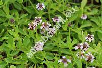 Phyla nodiflora (L.) Greene (Lippia nodiflora, Verbena)