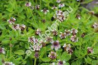 Phyla nodiflora (L.) Greene (Lippia nodiflora, Verbena)