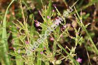 Centaurium tenuiflorum (Hoffm. et Link) Fritsch (Gentiana, Erythraea tenuiflora (Hoffm. et Link) Fritsch, Erythraea pulchella subsp. tenuiflora (Hoffm. et Link) Fritsch)