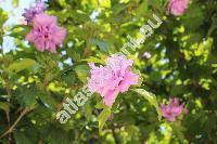 Hibiscus syriacus 'Ardens' (Ketmia syriaca (L.) Scop., Ketmia arborea Moench)
