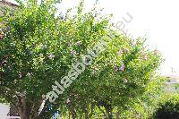 Hibiscus syriacus 'Ardens' (Ketmia syriaca (L.) Scop., Ketmia arborea Moench)