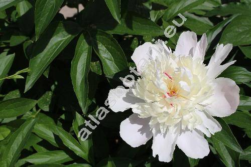 Paeonia 'Festiva Maxima'