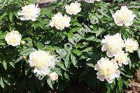 Paeonia 'Festiva Maxima'