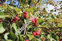 Malus baccata (L.) Borkh. (Pyrus baccata L.)