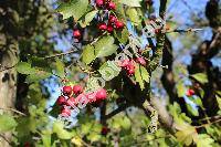 Crataegus x media Bechst. (Crataegus laevigata x Crataegus monogyna, Crataegus intermedia auct.)