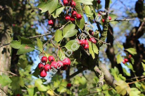 Crataegus x media Bechst. (Crataegus laevigata x Crataegus monogyna, Crataegus intermedia auct.)