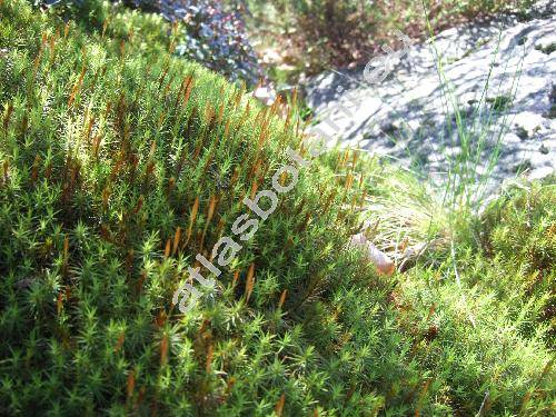 Polytrichum commune Hedw. (Polytrichastrum)