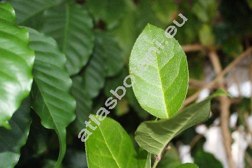 Gaultheria shallon Pursh (Brossaea shallon (Pursh) Kuntze, Shallonium)