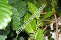 Gaultheria shallon Pursh (Brossaea shallon (Pursh) Kuntze, Shallonium)