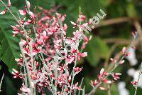 Cytisus 'Scotch Broom'