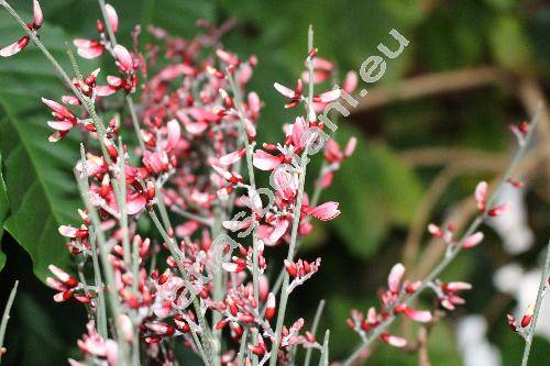 Cytisus 'Scotch Broom'