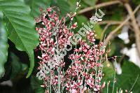 Cytisus 'Scotch Broom'