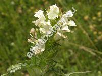 Prunella laciniata (L.) L. (Brunella vulgaris (L.) Moench)