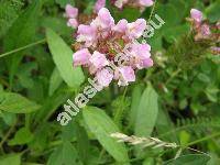 Prunella grandiflora 'Rosea' (Prunella vulgaris var. grandiflora L., Prunella alpina, Brunella grandiflora (L.) Moench)