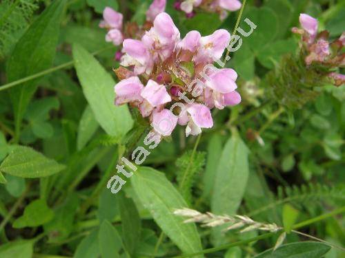 Prunella grandiflora 'Rosea' (Prunella vulgaris var. grandiflora L., Prunella alpina, Brunella grandiflora (L.) Moench)