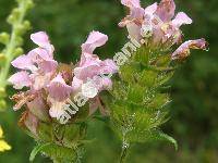 Prunella grandiflora 'Rosea' (Prunella vulgaris var. grandiflora L., Prunella alpina, Brunella grandiflora (L.) Moench)