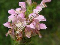 Prunella grandiflora 'Rosea' (Prunella vulgaris var. grandiflora L., Prunella alpina, Brunella grandiflora (L.) Moench)