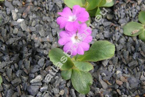 Primula pedemontana Thom. ex Gaud. (Primula pedemontana subsp. iberica)