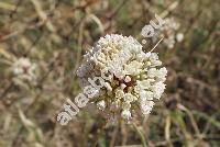 Allium pallens L.