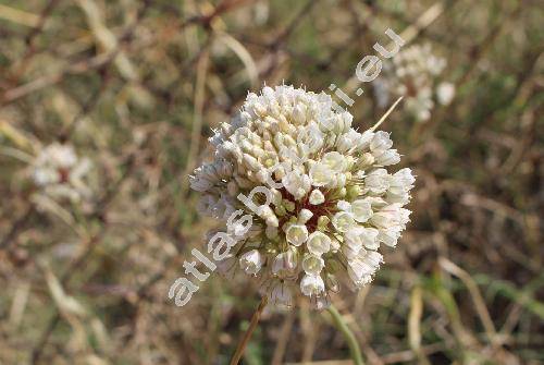 Allium pallens L.