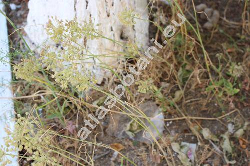 Allium oporinanthum Brullo (Allium oleraceum subsp. girerdii Tis.)