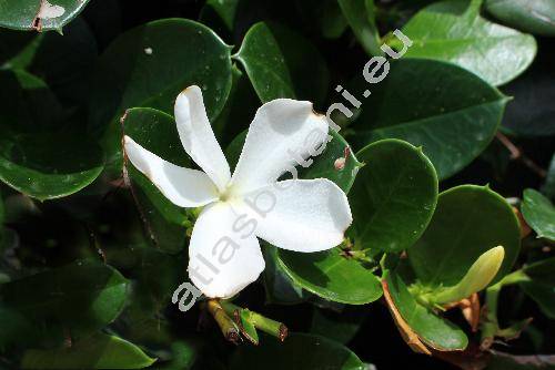 Carissa macrocarpa (Eckl.) DC. (Carissa grandiflora (Mey) DC., Arduina grandiflora Mey, Jasminonerium macrocarpum (Eckl.) Kuntze)