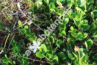 Carissa macrocarpa (Eckl.) DC. (Carissa grandiflora (Mey) DC., Arduina grandiflora Mey, Jasminonerium macrocarpum (Eckl.) Kuntze)