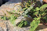 Amaranthus viridis L. (Amaranthus gracilis Desf.)