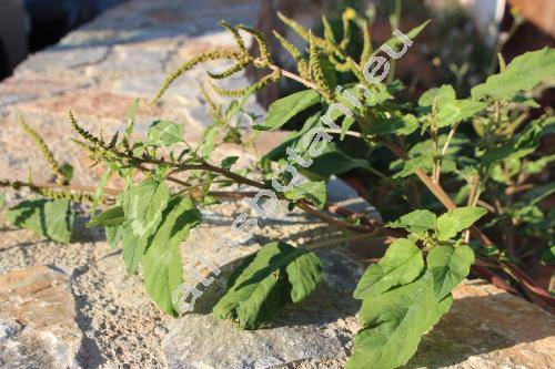 Amaranthus viridis L. (Amaranthus gracilis Desf.)