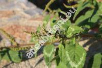 Amaranthus viridis L. (Amaranthus gracilis Desf.)