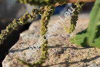 Amaranthus viridis L. (Amaranthus gracilis Desf.)
