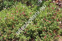 Salvia 'Cherry Red' (Salvia greggii Gray)