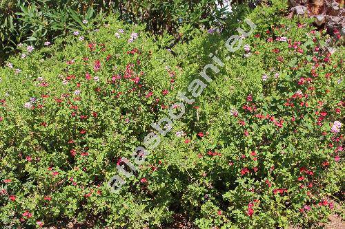 Salvia 'Cherry Red' (Salvia greggii Gray)